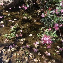 Floating flowers.