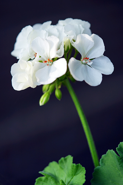 Pelargonium