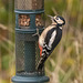 Great spotted woodpecker