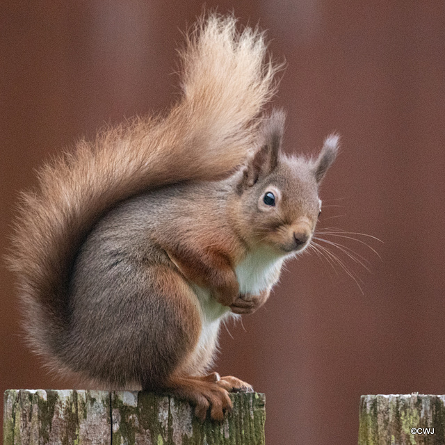 Red Squirrels