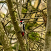 Great spotted woodpecker