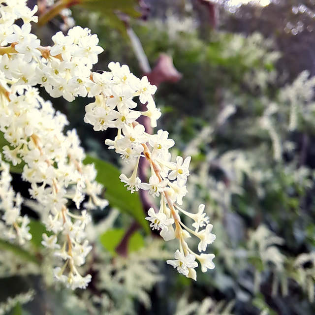 Japanischer Staudenknöterich (Fallopia japonica)