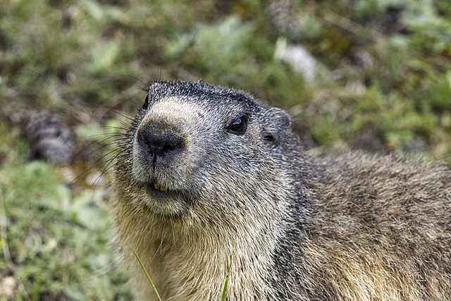 Sentier des marmottes.