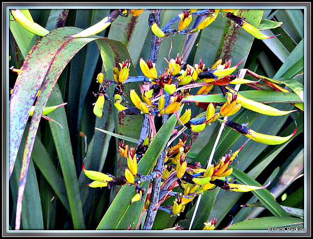 Flax Flowers.