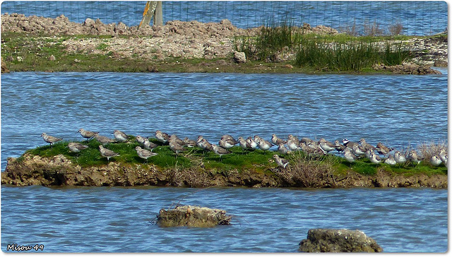 PARC du TEICH (33 Gironde)