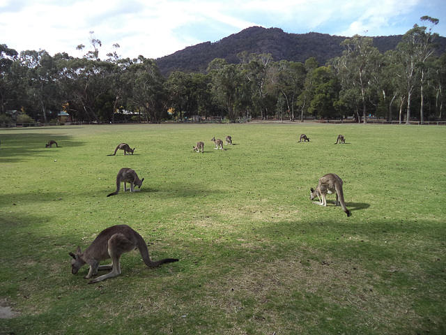 Halls Gap kangaroos