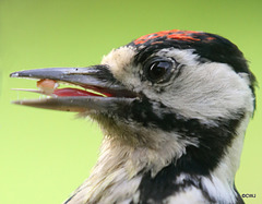 Have you ever wondered what a woodpecker's tongue looked like?!