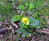 Downy Yellow Violet (Viola pubescens)