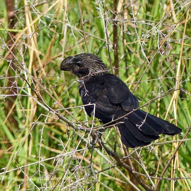 Smooth-billed Ani, Nariva Swamp