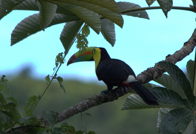 IMG_3280toucan