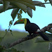 IMG_3280toucan