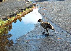 Nene -- The  Hawaiian National Bird