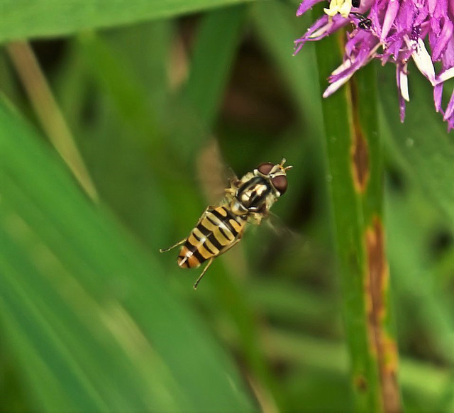 Hovering Hoverfly!!