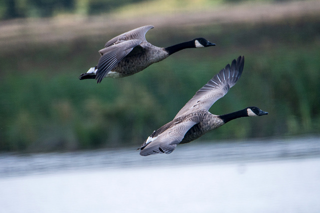 Canada geese2