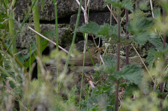 Willow Warbler