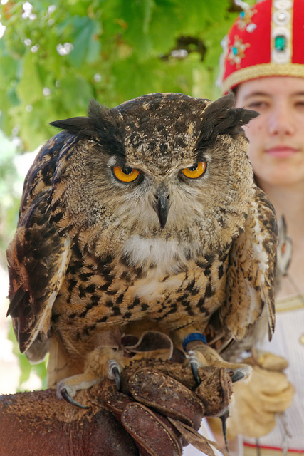 Hibou grand-duc