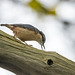 Nuthatch