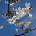 Unser Kirschbaum spürt den Frühling