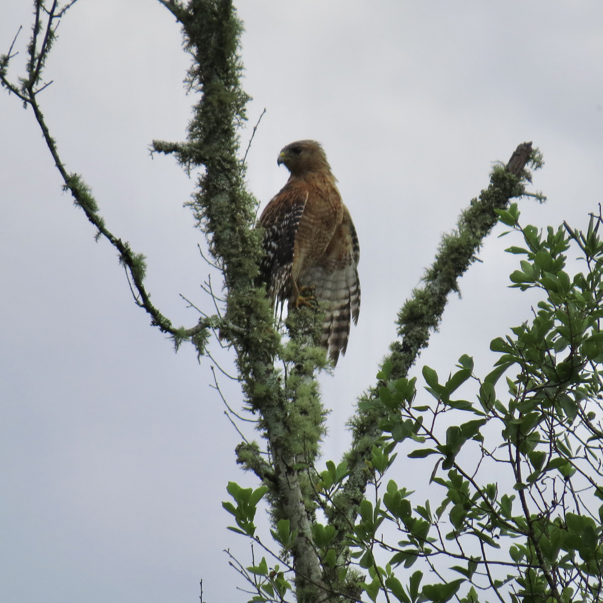 Cooper's hawk