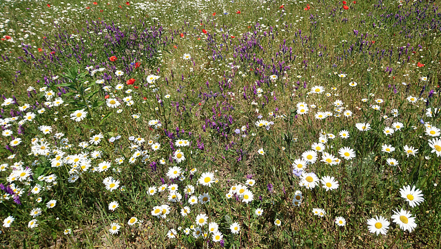 Blumenwiese