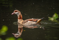 Egyptian goose