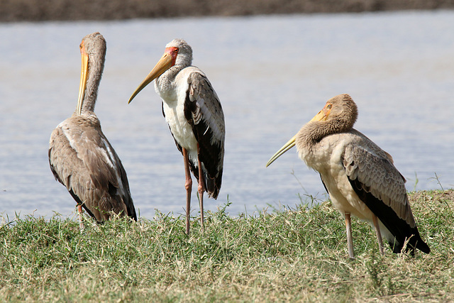 Yellow-Billed and Woolly-Necked Storks