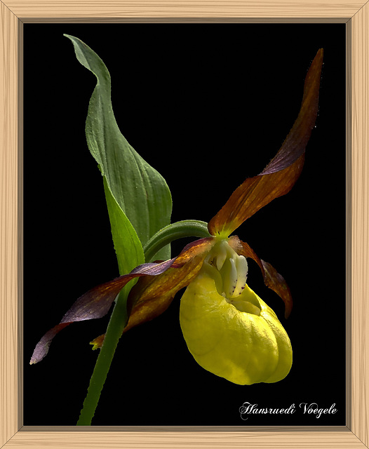 Gelb  Frauenschuh/Cypripedium Calceolus