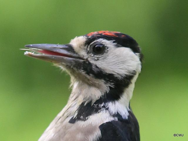 Have you ever wondered what a woodpecker's tongue looked like?!