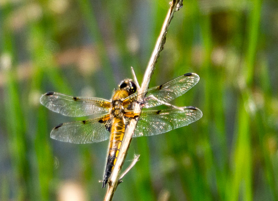 Four Spotted Chaser - DSA 0494