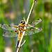 Four Spotted Chaser - DSA 0494