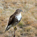 Red-tailed Hawk