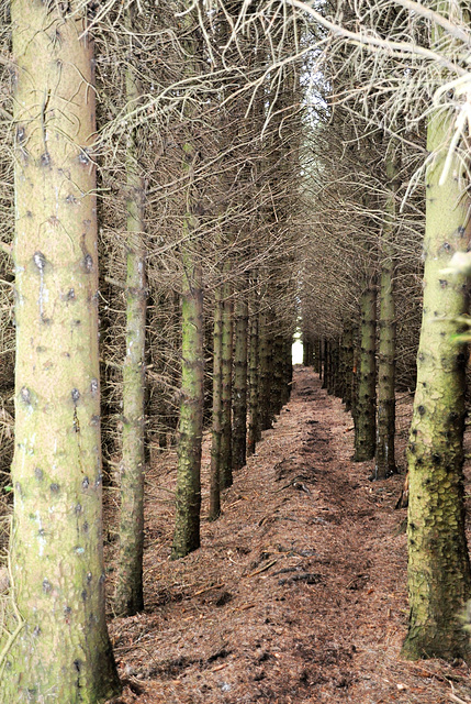 Scotland St. Cuthbert's Way