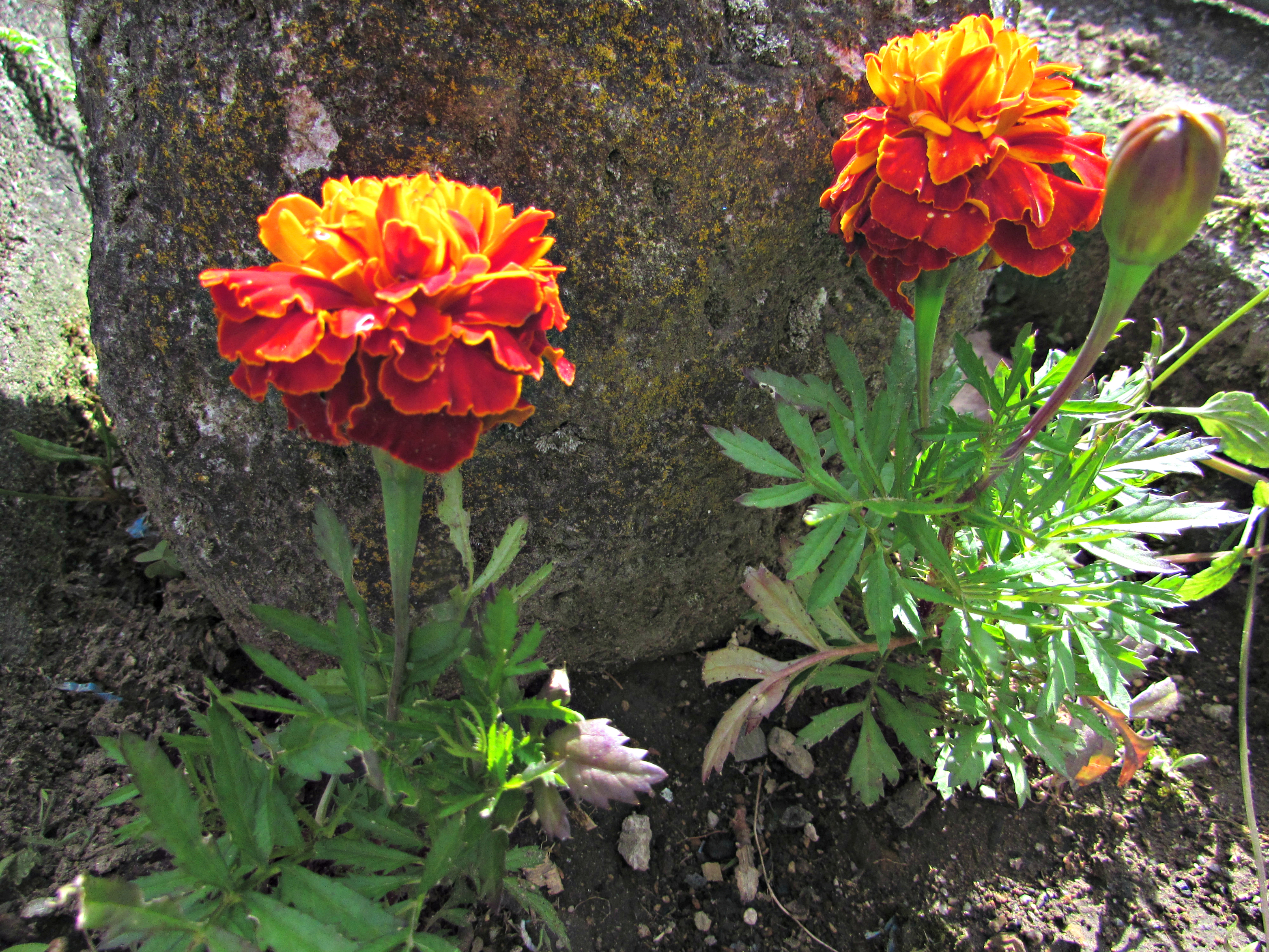 French Marigolds.