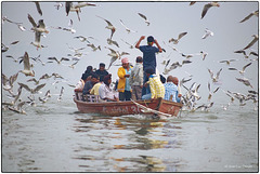 Nuée de mouettes sur le Gange