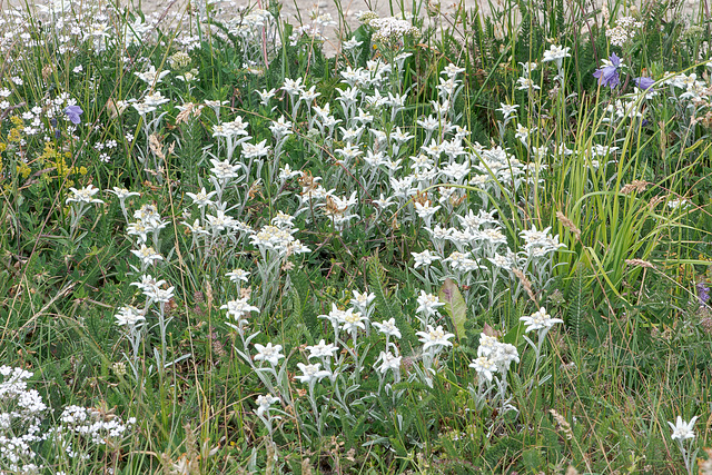 Leontopodium nivale subsp. alpinum - Alpen-Löwenfüsschen