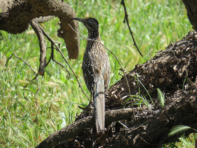 Roadrunner