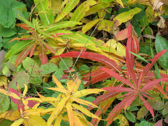 Fireweed, from green to yellow to red