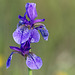 Iris 3X9A0030