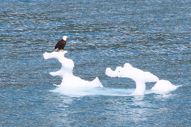 A perch fit for a bald eagle