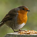 Robin