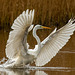 Great white egret