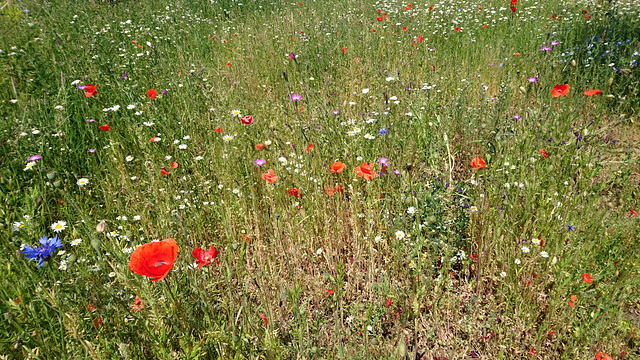 Blumenwiese