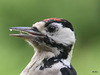 Greater spotted woodpecker - head detail