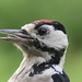 Greater spotted woodpecker - head detail