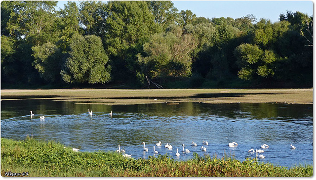 SAINTE GEMMES SUR LOIRE