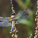 Four Spotted Chaser - DSA 0505