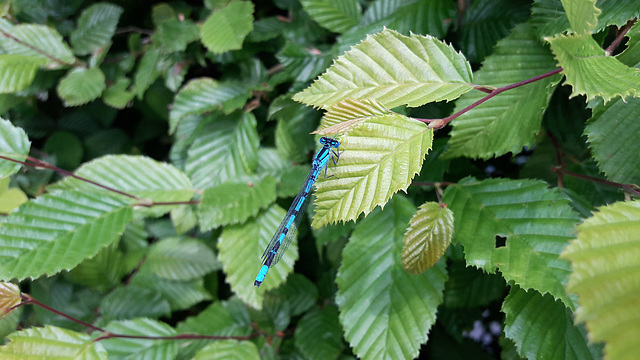 Eater of Flies