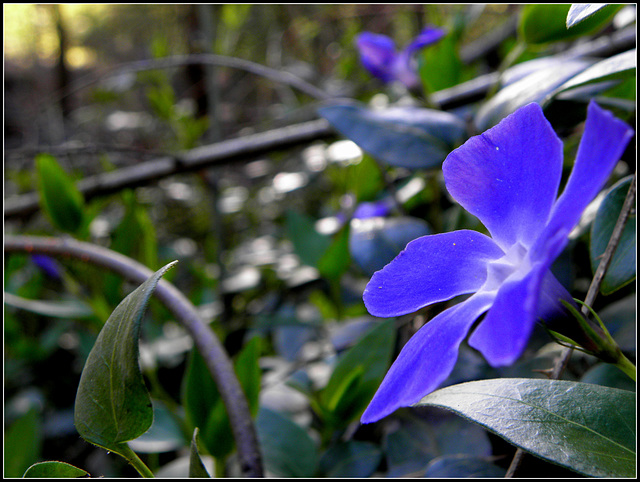 Vinca Minor