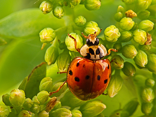 Ladybird