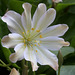 Lewisiopsis tweedyi